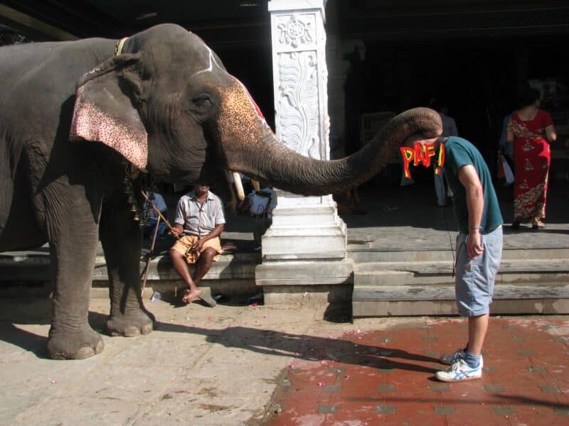 Kikor dans le sud de l'Inde